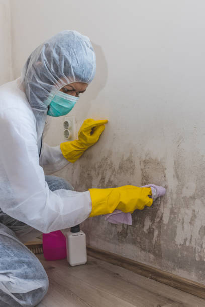 Best Airborne Mold Testing  in Montrose, MN