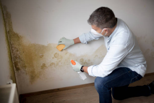 Mold Removal for HVAC Installations in Montrose, MN
